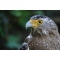 Canon RF-S 55-210mm f/5-7.1 IS STM Lens - view 7